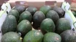 Indicación Geográfica del aguacate genera mayor valor para 48 mil productores michoacanos