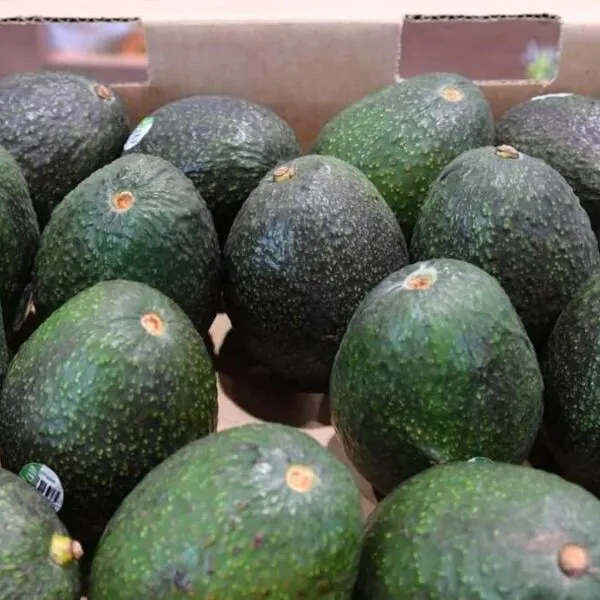 Indicación Geográfica del aguacate genera mayor valor para 48 mil productores michoacanos