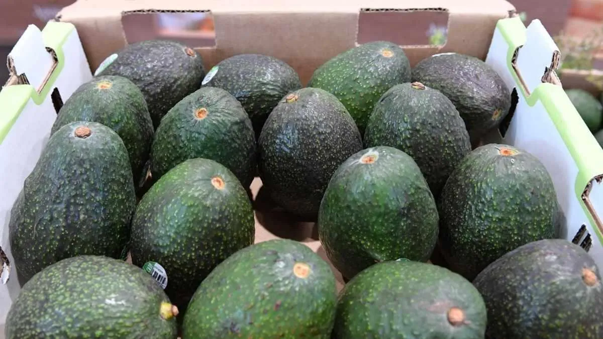 Indicación Geográfica del aguacate genera mayor valor para 48 mil productores michoacanos
