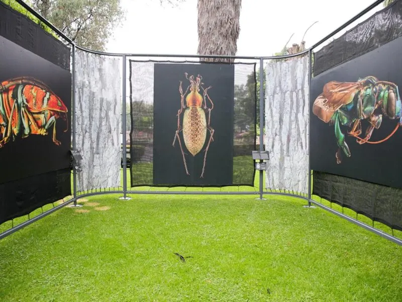 “Insectus” llega con ciencia, arte y experiencias para toda la familia: Gabriela Molina
