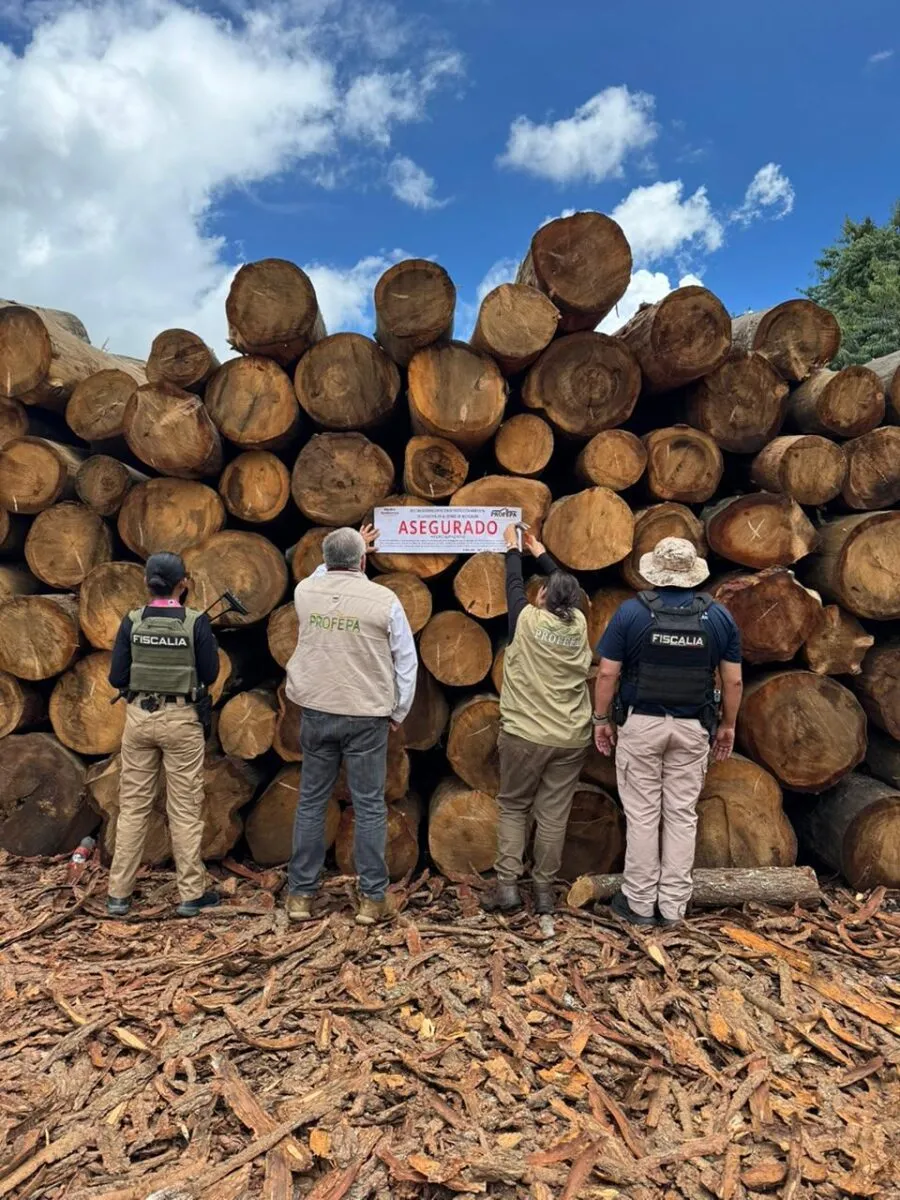 Participa FGE en operativo conjunto que derivó en aseguramiento precautorio de productos forestales en Madero-1