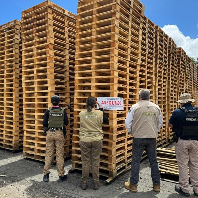 Participa FGE en operativo conjunto que derivó en aseguramiento precautorio de productos forestales en Madero
