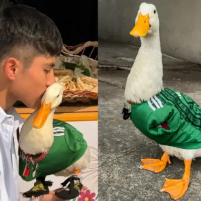 El “Pato Merlín” enfrenta controversia por el registro de su marca
