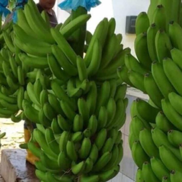 Productores de Michoacán exigen frenar contrabando de plátano