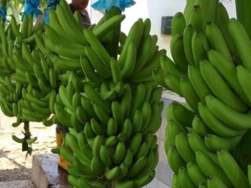 Productores de Michoacán exigen frenar contrabando de plátano