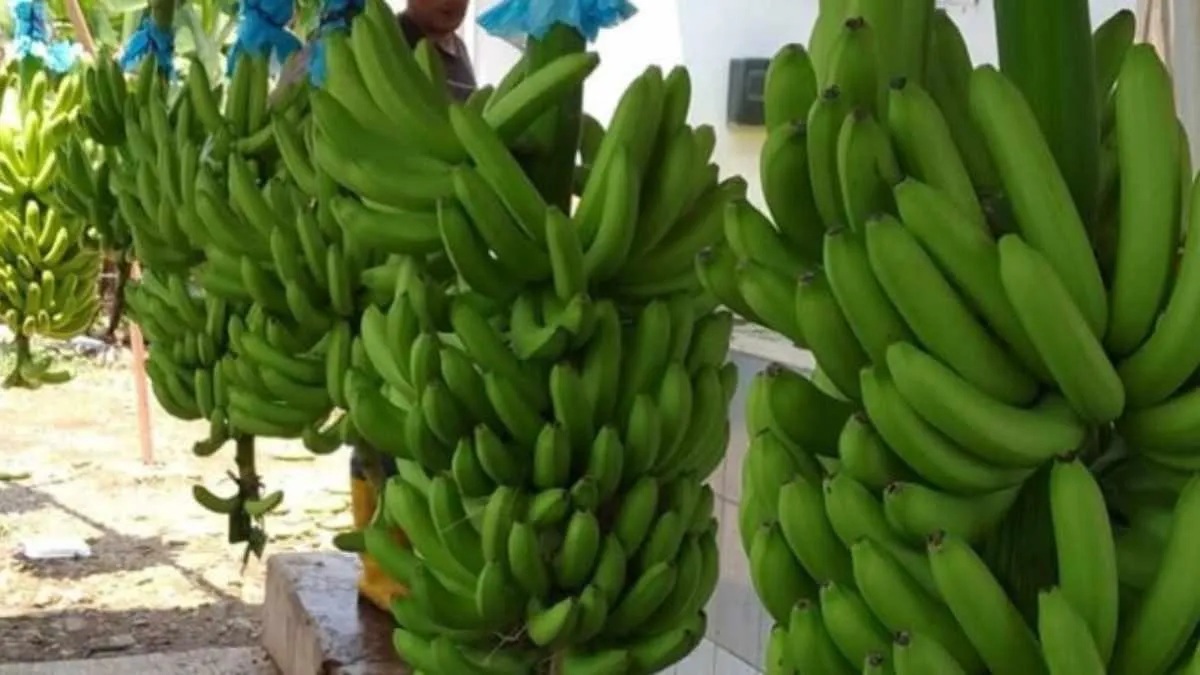 Productores de Michoacán exigen frenar contrabando de plátano