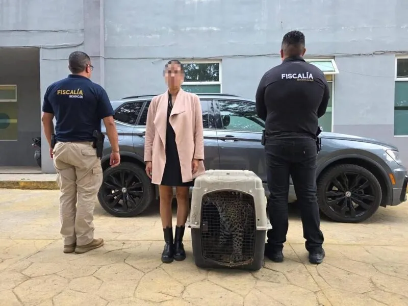 Rescata FGE ejemplar de jaguar cachorro y asegura a una persona durante actos de investigación en Zitácuaro