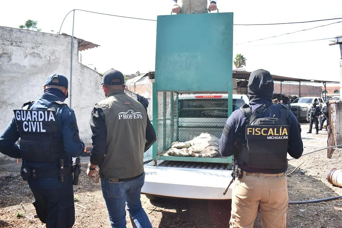 Rescata FGE ejemplar de tigre de bengala cachorro durante cateo en Ecuandureo