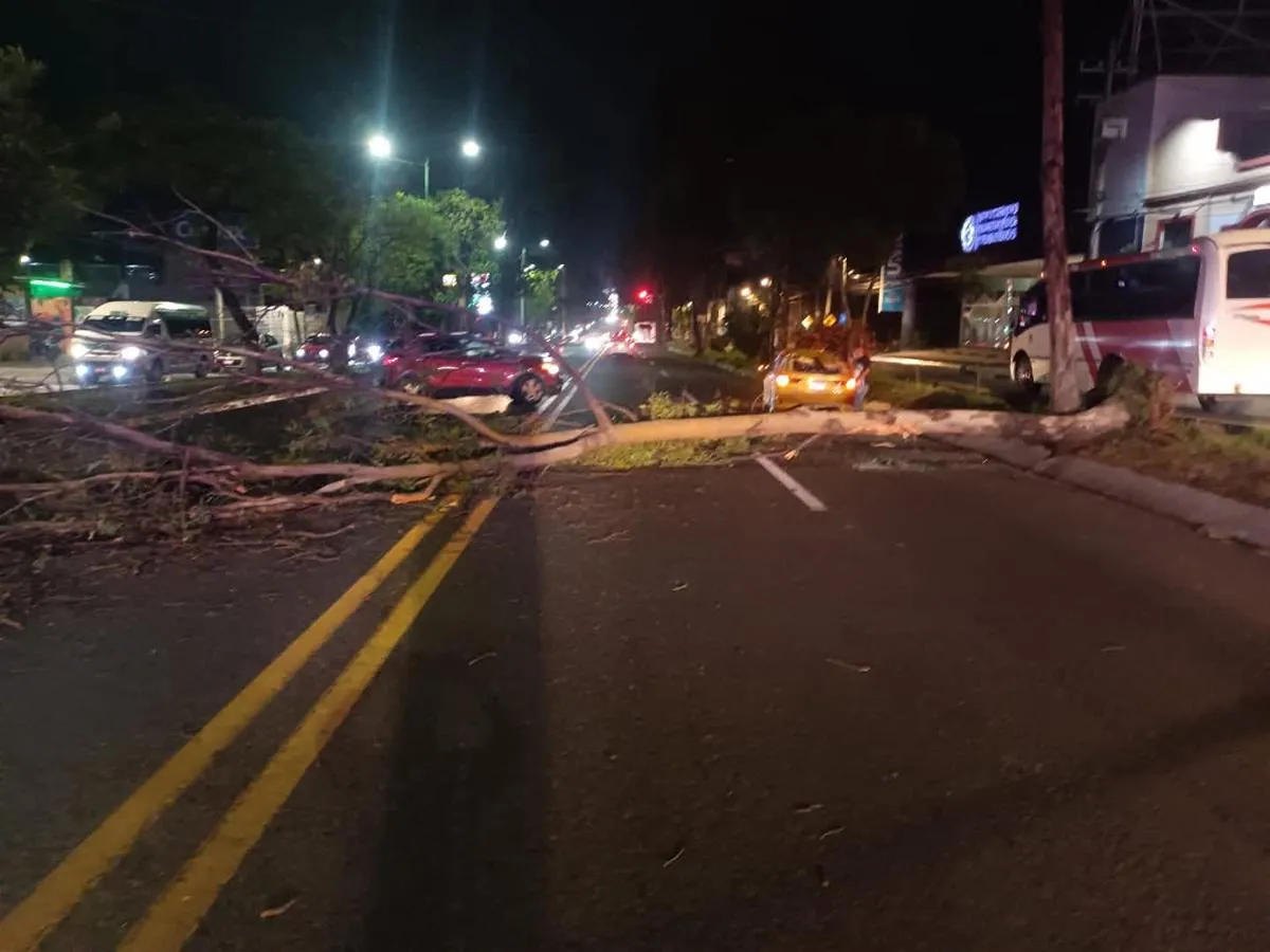 tormenta deja 6 árboles caídos, 2 rescates en 5 colonias en Morelia