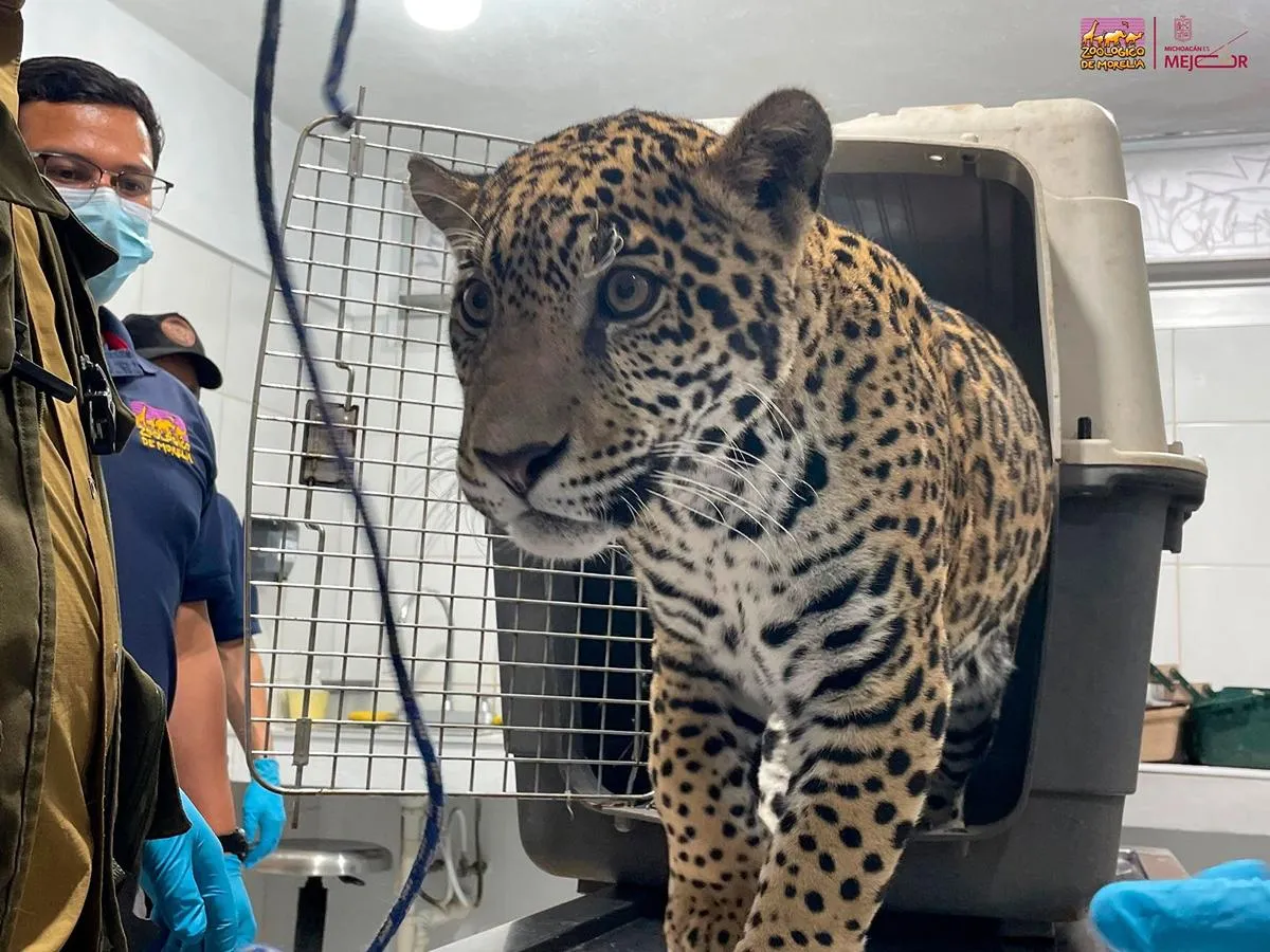 Zoológico Morelia resguardo jaguar asegurado Zitácuaro 2