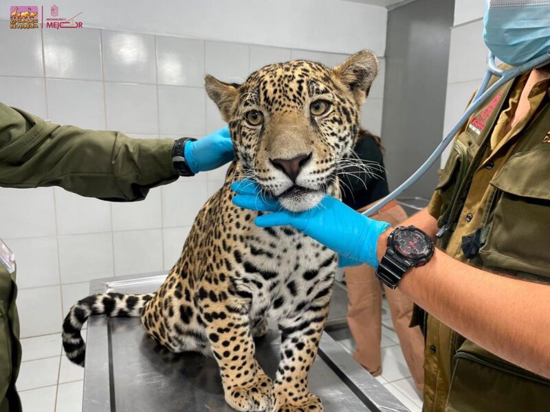 Zoológico Morelia resguardo jaguar asegurado Zitácuaro