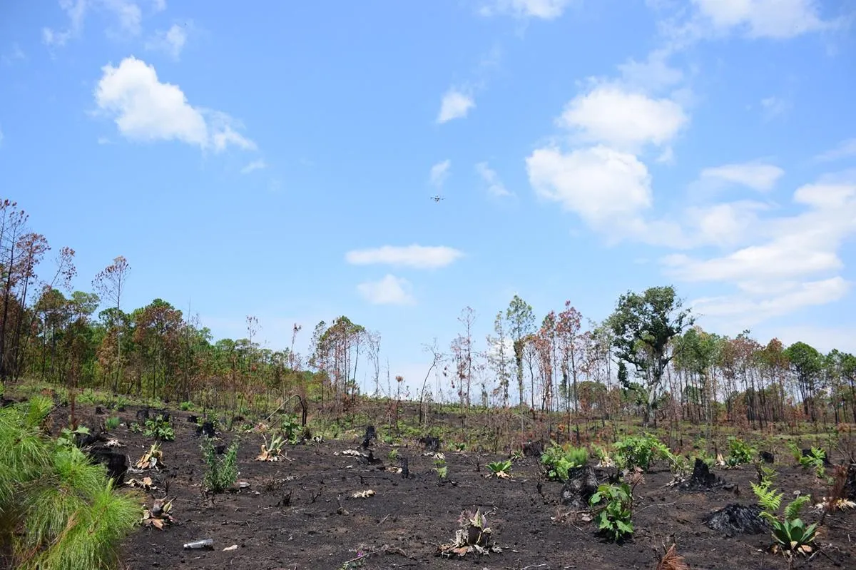 Así es la tecnología de las semillas que reforestan los bosques michoacanos-1