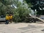 Cae árbol en la colonia Lomas de Hidalgo; no se reportan lesionados