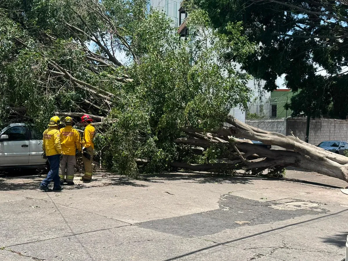 Cae árbol colonia Lomas de Hidalgo´