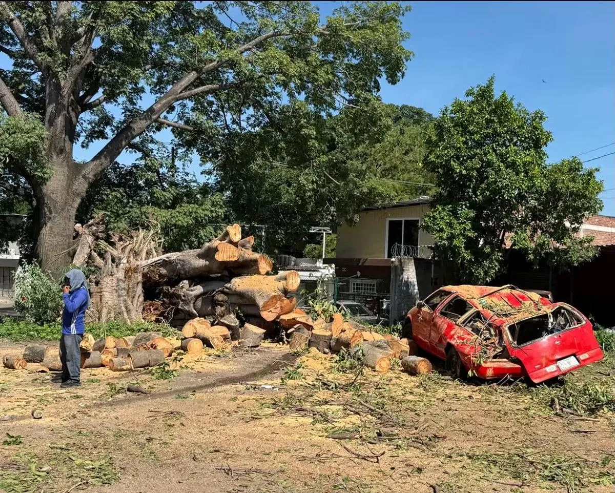 caída árbol pochota Apatzingán daños vehículos 3