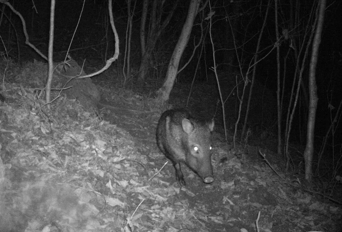 captan vida silvestre en bosques de Michoacán