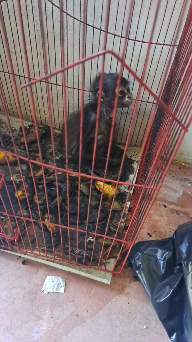 Cateo de la FGE en Paracho deja un detenido; aseguran armamento y rescatan un mono araña-2