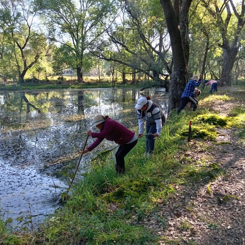 Con obras de conservación, Programa de Empleo Temporal blinda al lago de Pátzcuaro