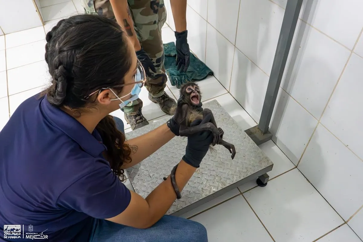Con personal especializado, Zoológico de Morelia brinda atención a mono araña rescatado por Profepa-2