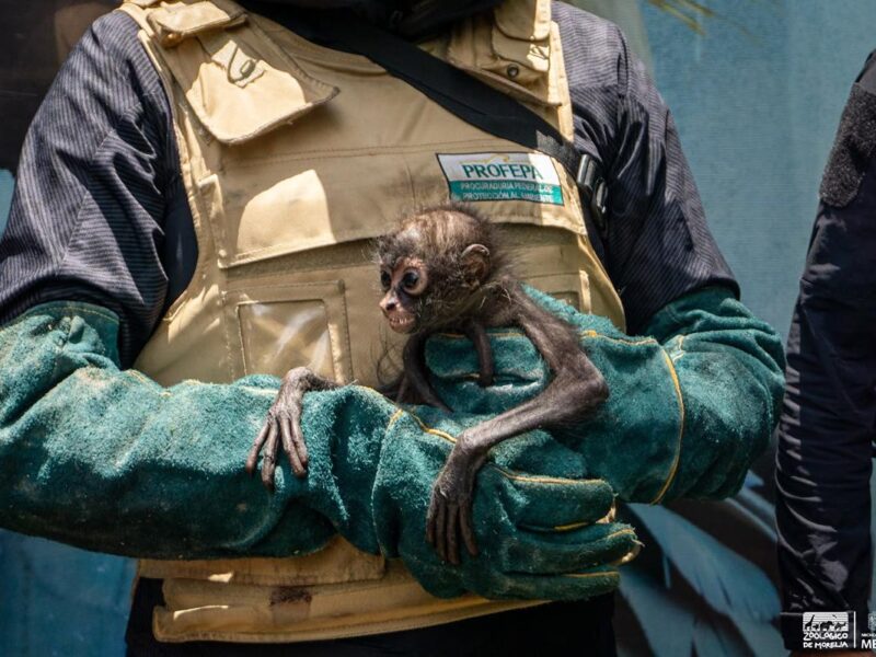 Con personal especializado, Zoológico de Morelia brinda atención a mono araña rescatado por Profepa