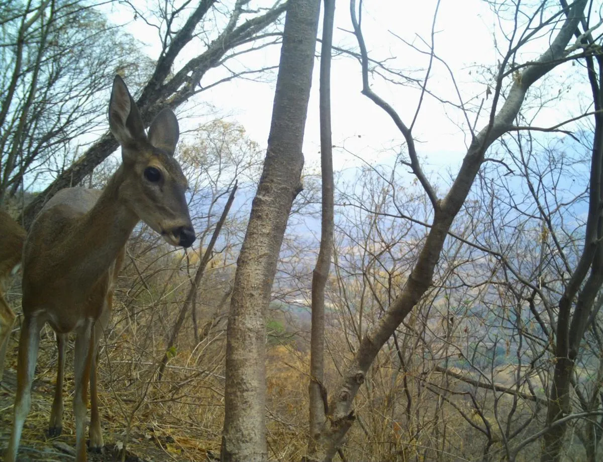 Desde pumas hasta venados; cámaras trampa captan la vida silvestre en bosques de Michoacán