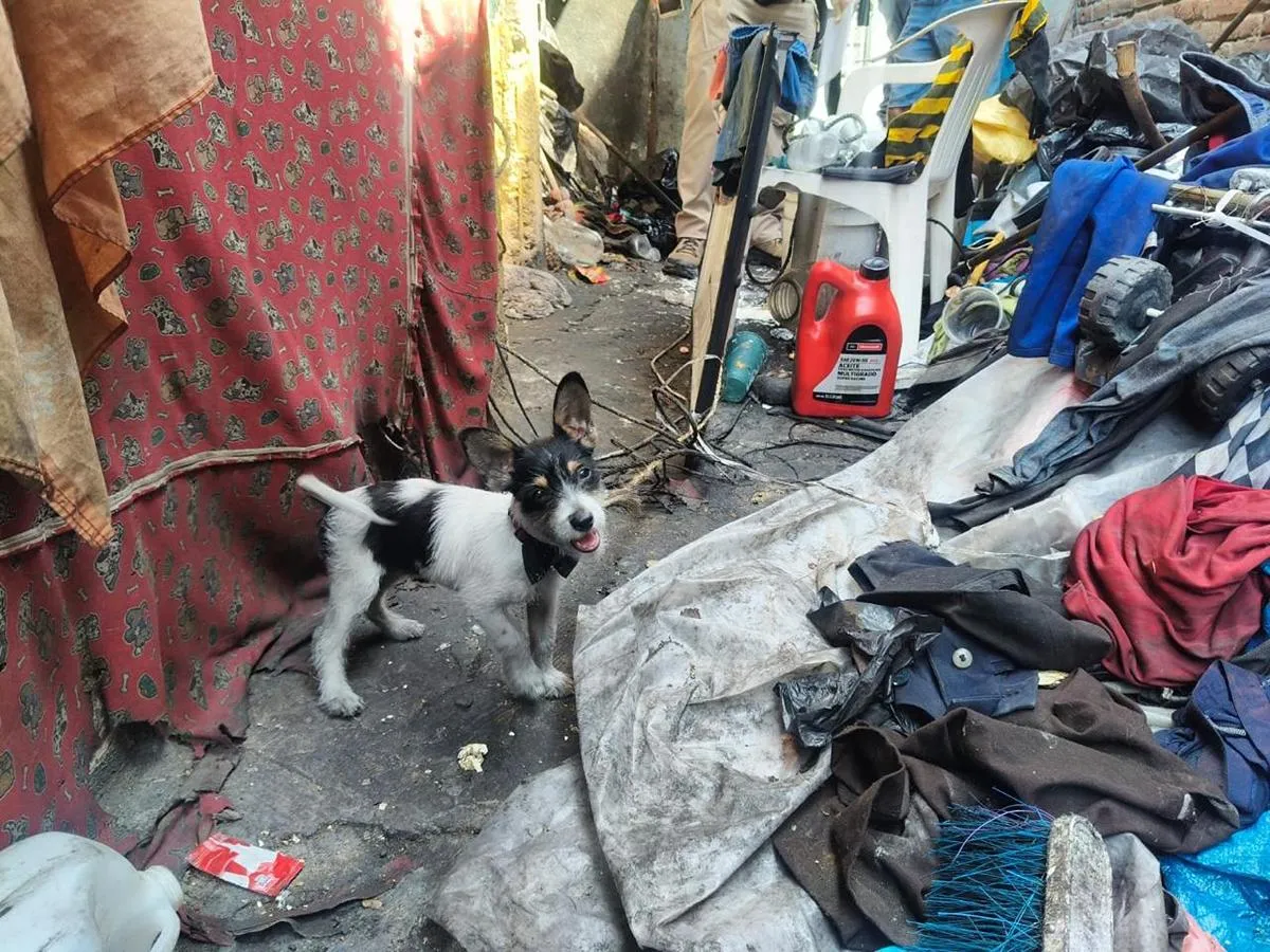 En cateo, asegura FGE dos ejemplares caninos de raza criolla por presunto maltrato animal