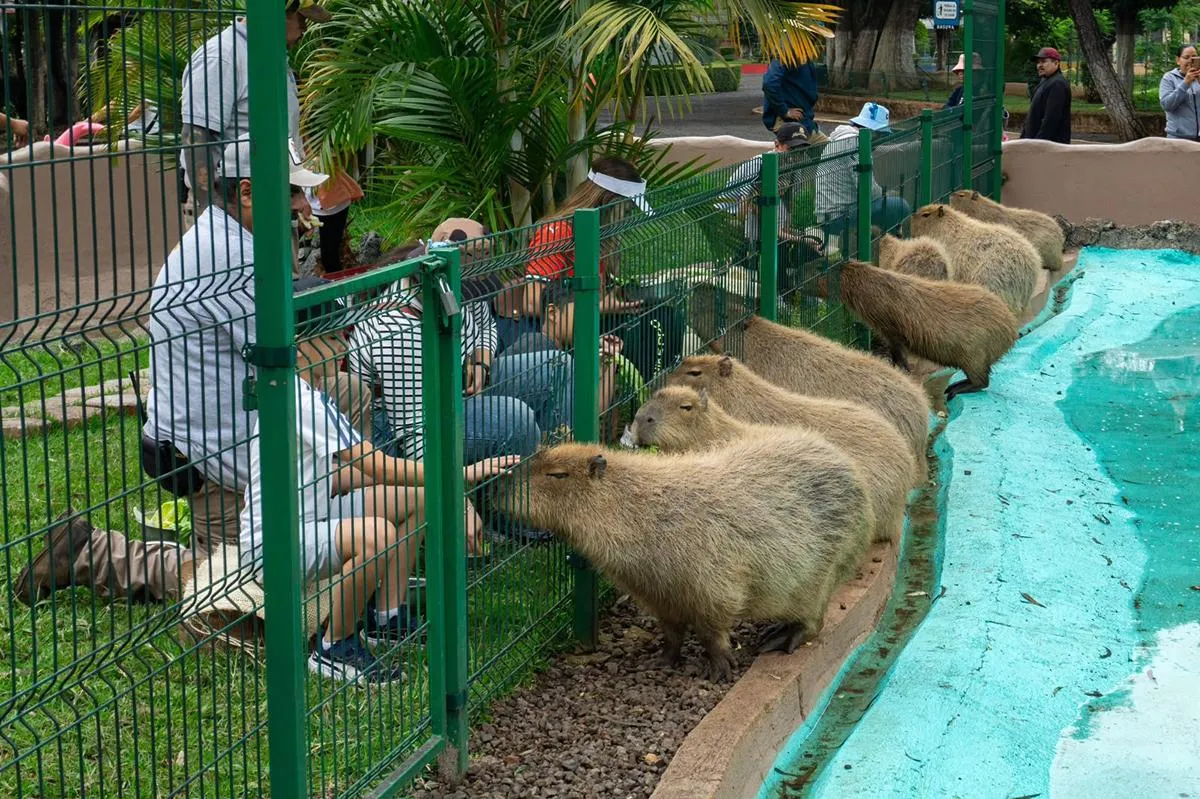 Este verano visita el Zoológico de Morelia-1