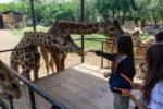 Este verano visita el Zoológico de Morelia