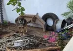 FGE de Michoacán ejecuta cateo y rescata a canino víctima de maltrato en Zitácuaro