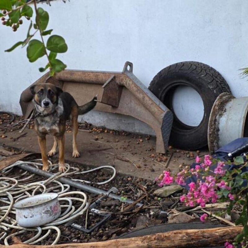 FGE de Michoacán ejecuta cateo y rescata a canino víctima de maltrato en Zitácuaro