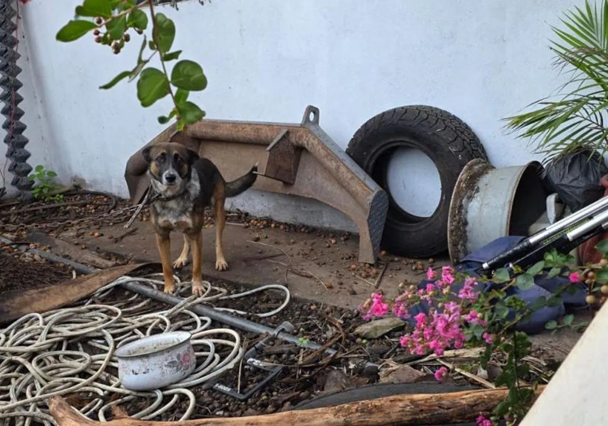 FGE de Michoacán ejecuta cateo y rescata a canino víctima de maltrato en Zitácuaro