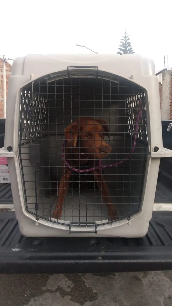 FGE rescate perro maltrato cateo Morelia 1