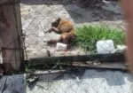 FGE rescata a perro víctima de maltrato animal en Morelia