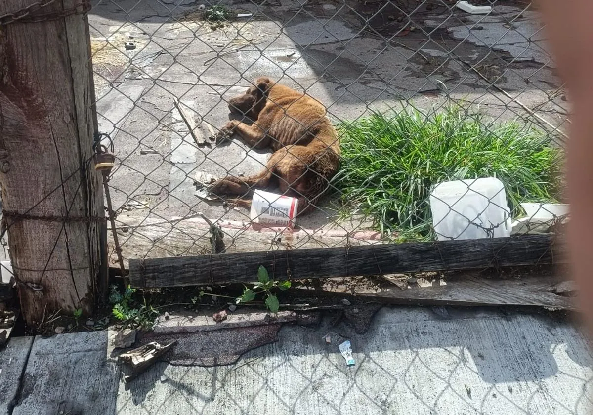 FGE rescate perro maltrato cateo Morelia