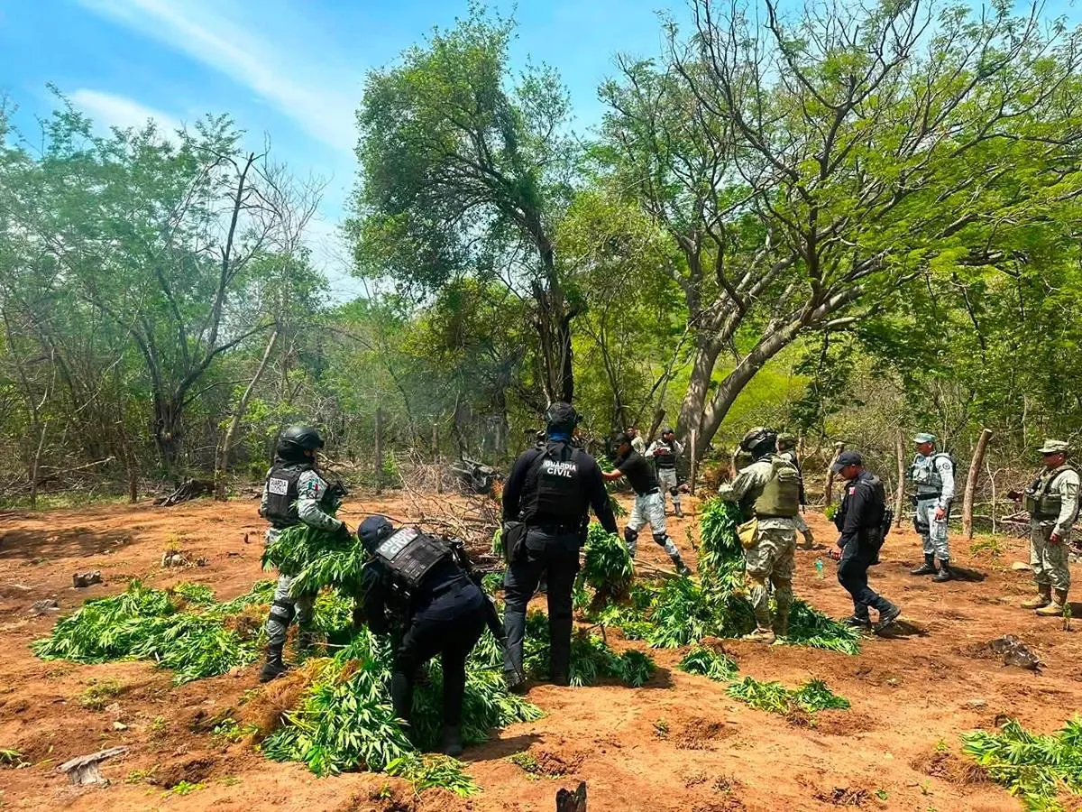 Fuerzas federales y Destruyen 5 plantíos de marihuana en la región de Huetamo