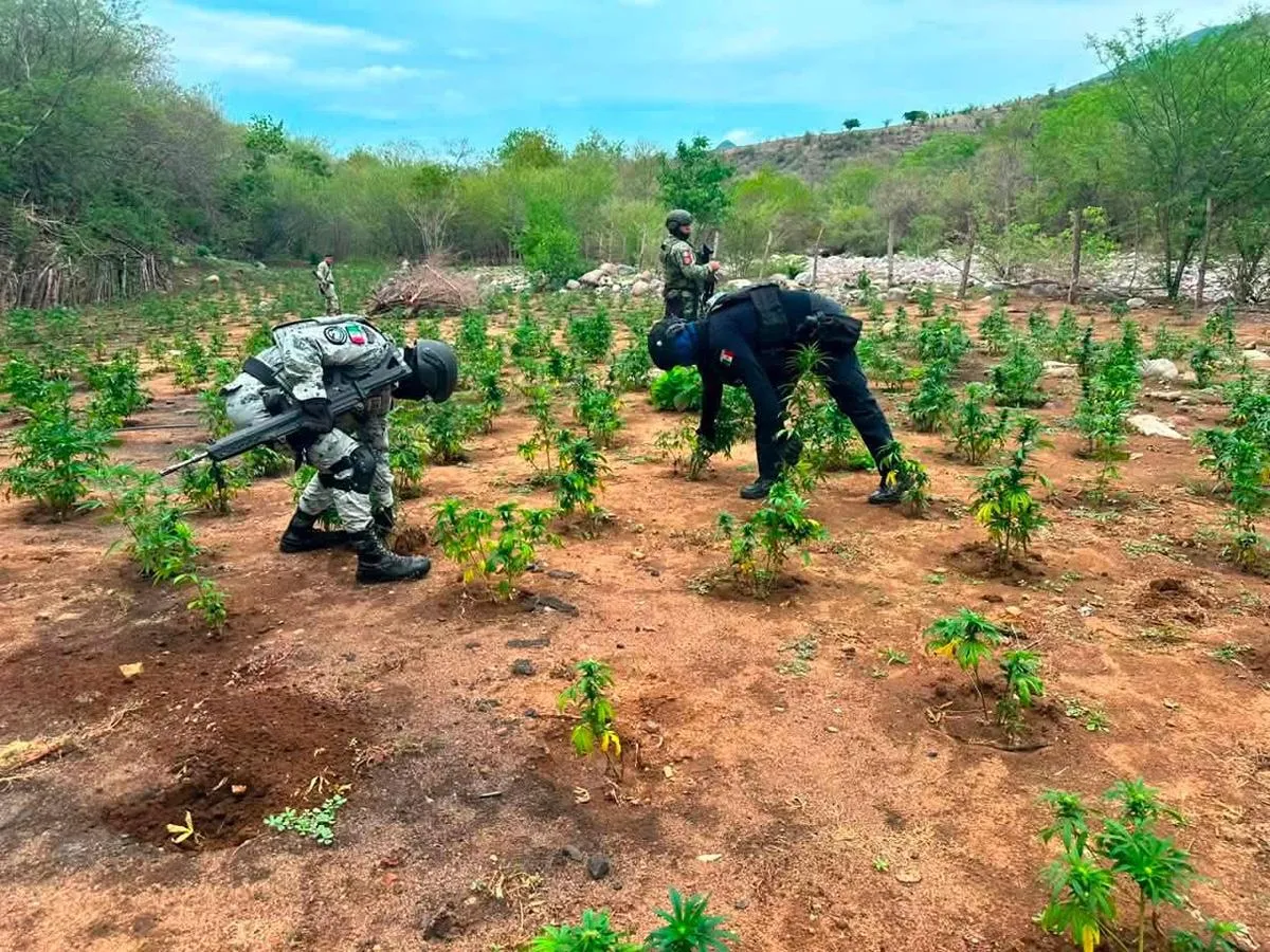 Fuerzas federales y estatales destruyen 5 plantíos de marihuana en Huetamo
