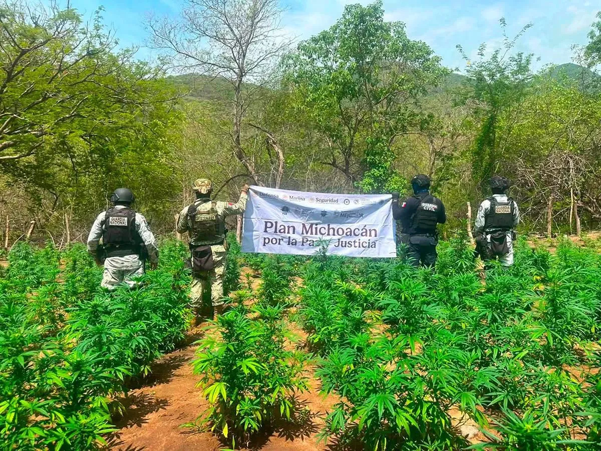 Fuerzas federales y estatales destruyen 5 plantíos de marihuana en la región de Huetamo