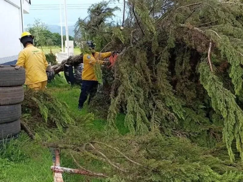Intensas lluvias en Huiramba deja 11 árboles caídos y daños en vehículos
