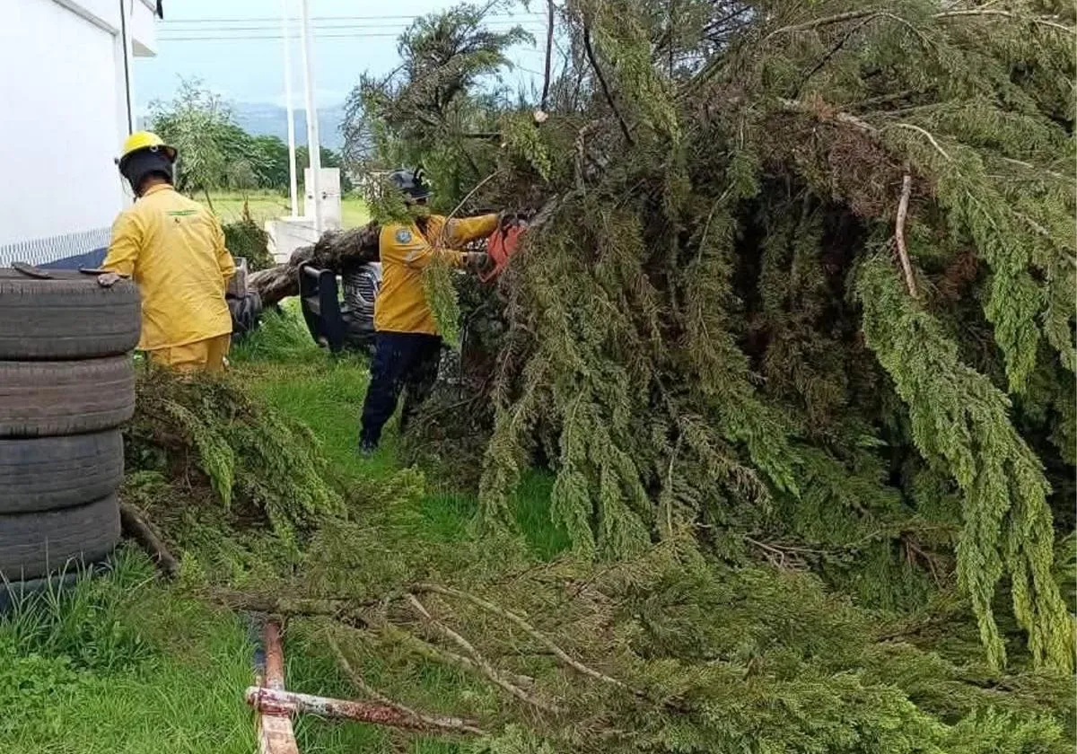 Intensas lluvias en Huiramba deja 11 árboles caídos y daños en vehículos