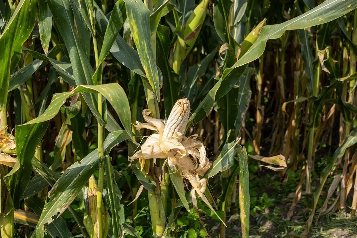 Más de 482 mdp para el campo; avanza pago a productores de maíz en Michoacán