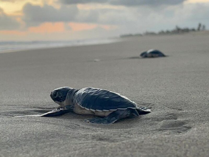 Michoacán está listo para el arribo de miles de tortugas marinas