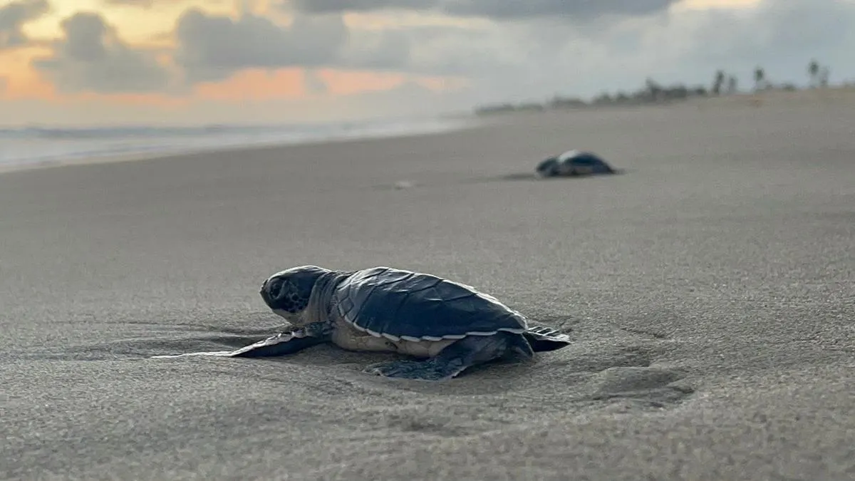 Michoacán está listo para el arribo de miles de tortugas marinas
