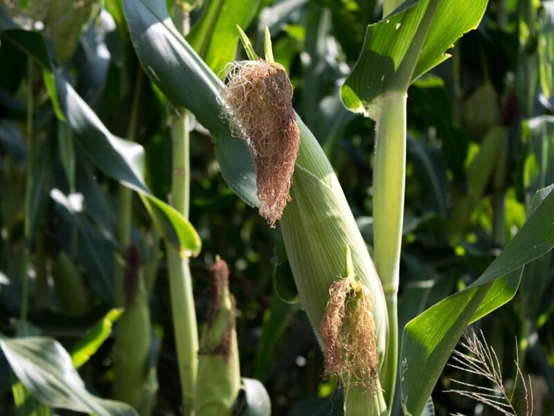 Michoacán liderará el programa piloto nacional para la producción sustentable de maíz