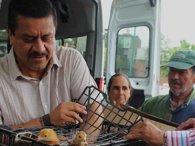 Producirá Morelia 32 mil huevos diarios con programa de traspatio