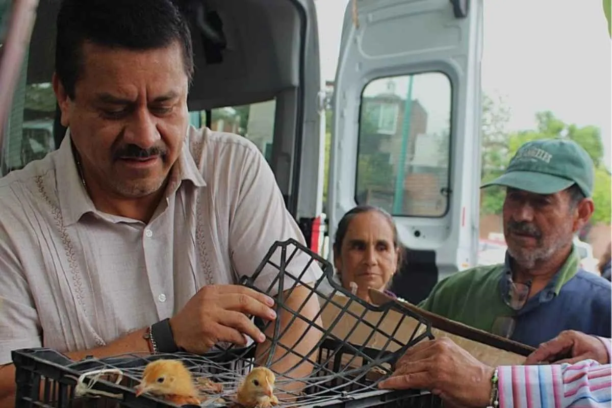 Producirá Morelia 32 mil huevos diarios con programa de traspatio