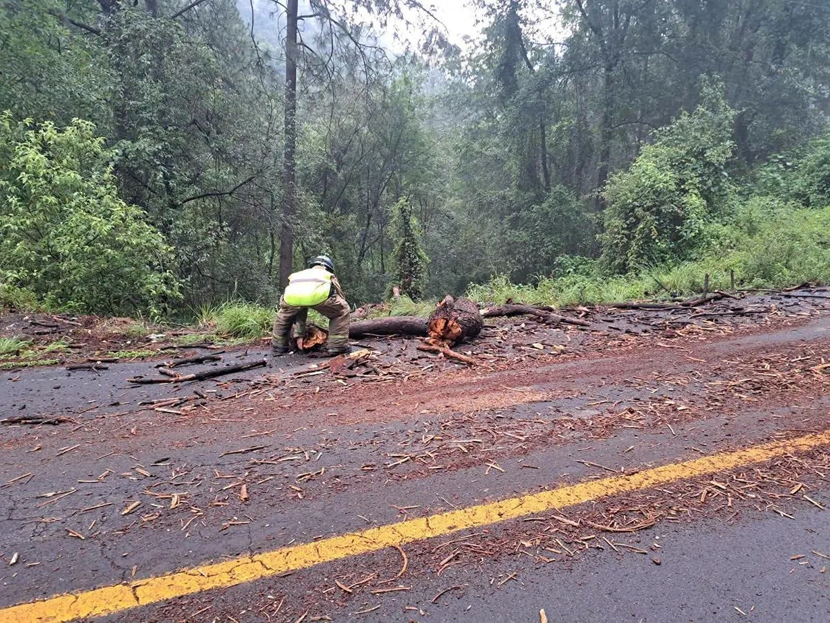 Rayo impacta en árbol y este cae y obstruye carretera en Zinapécuaro-1