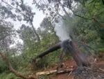 Rayo impacta en árbol y este cae y obstruye carretera en Zinapécuaro