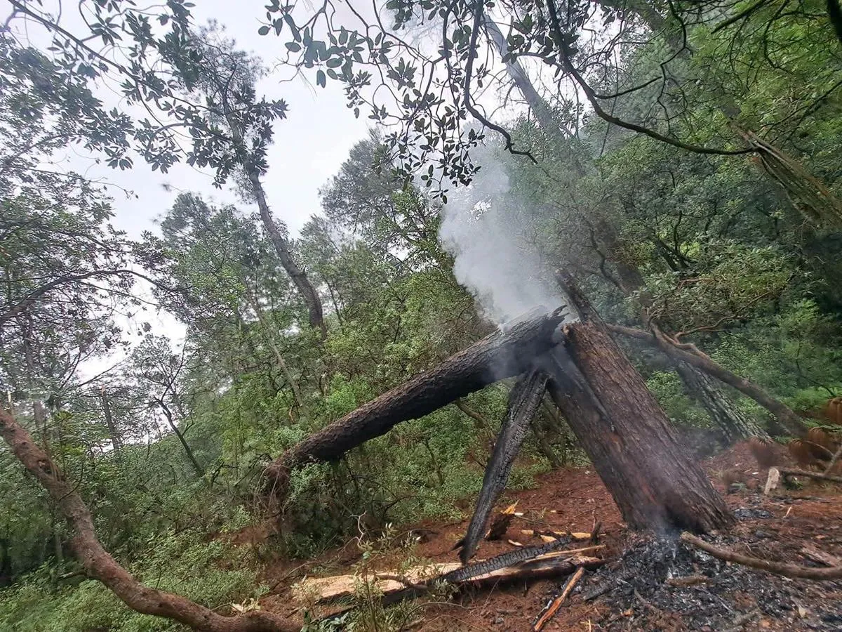 Rayo impacta en árbol y este cae y obstruye carretera en Zinapécuaro
