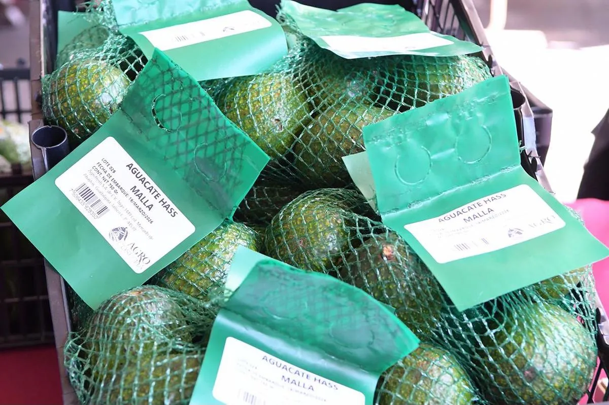 Reconocimiento a la Franja Aguacatera de Michoacán protege más de 150 mil empleos-1