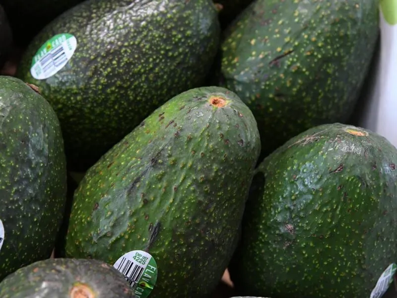 Reconocimiento a la Franja Aguacatera de Michoacán protege más de 150 mil empleos